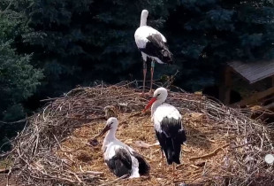 Obraz podglądu z kamery internetowej storks Klekusiowo